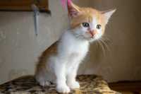 Кошеня, маленький котик, янголятко Абрикос (2 міс.) додому!!!
