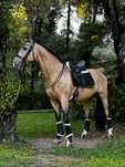 Vende-se cavalo lusitano