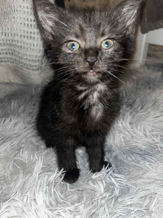 4 kociaki szukają Kochających domów