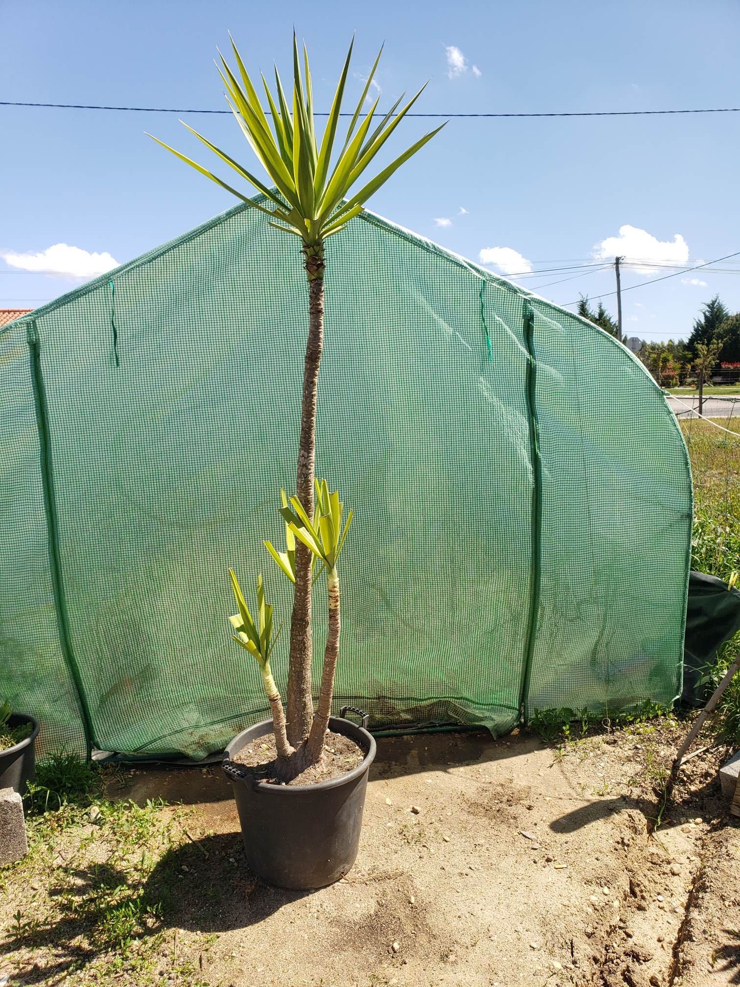 yuccas  vários tamanhos