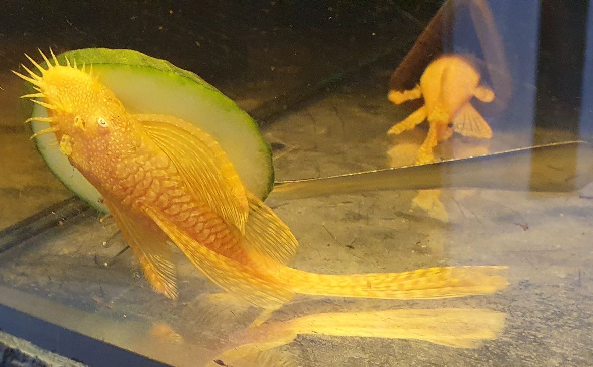 Ancistrus Albino ( ZŁOTY ) Weloniasty 5cm wysyłka