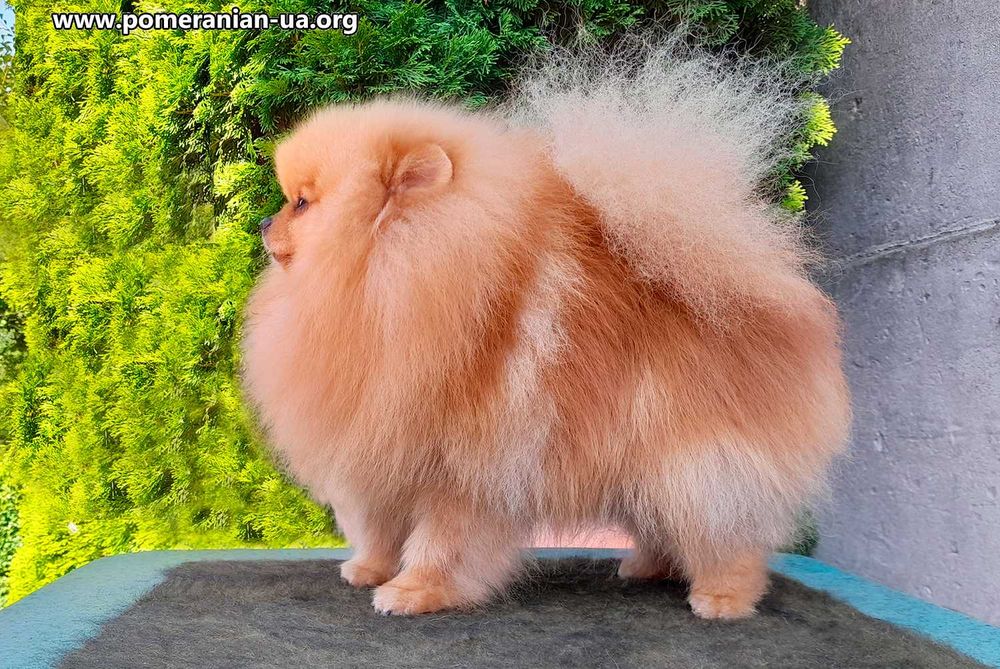 Померанський шпіц КСУ-FCI, 18 см, 1,9 кг