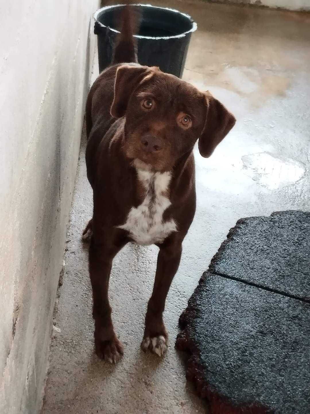 SNIPPER (Macho, 7 Anos) Para Adoção