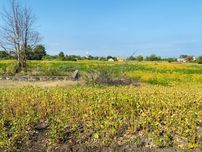 Продам земельну ділянку під забудову в центрі с.Мошни.