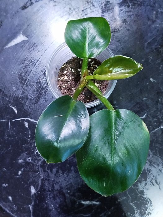 Філодендрон меліноні (Fhilodendron Melinonii), Радіатум, Ред Імперіал