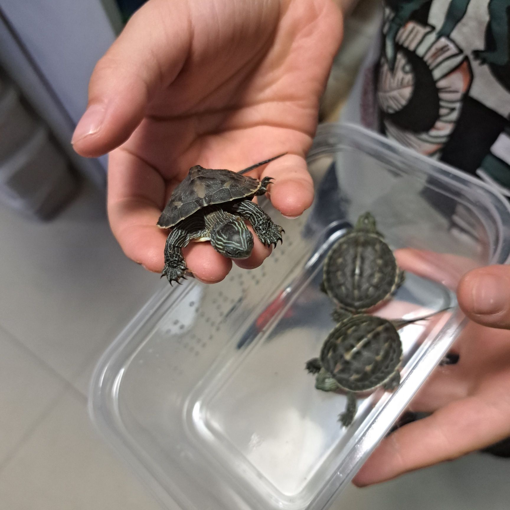 Mauremys sinensis wodno-lądowy w pawik.pl sklep zoologiczny Rzeszów