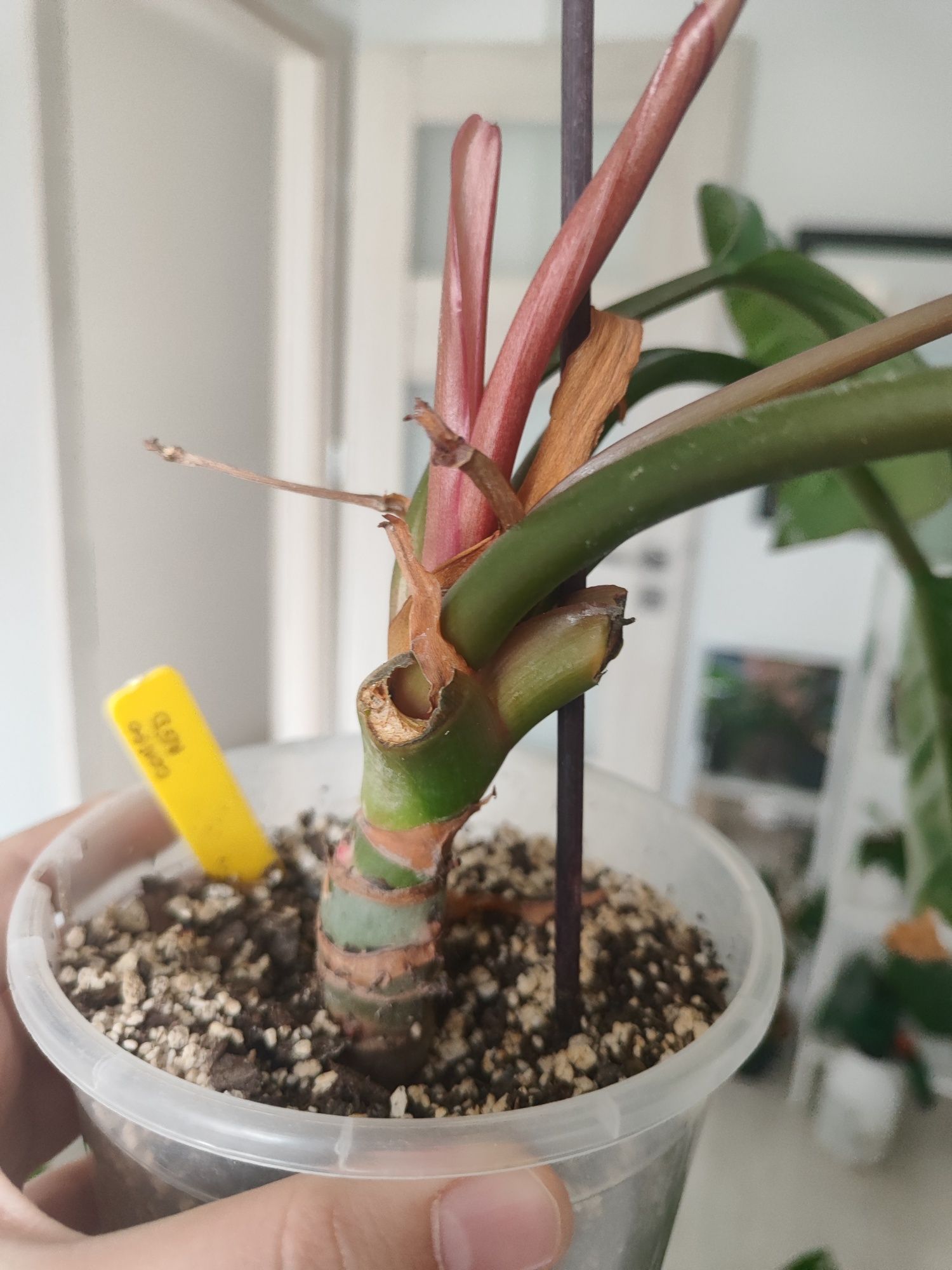 Philodendron Congo Red