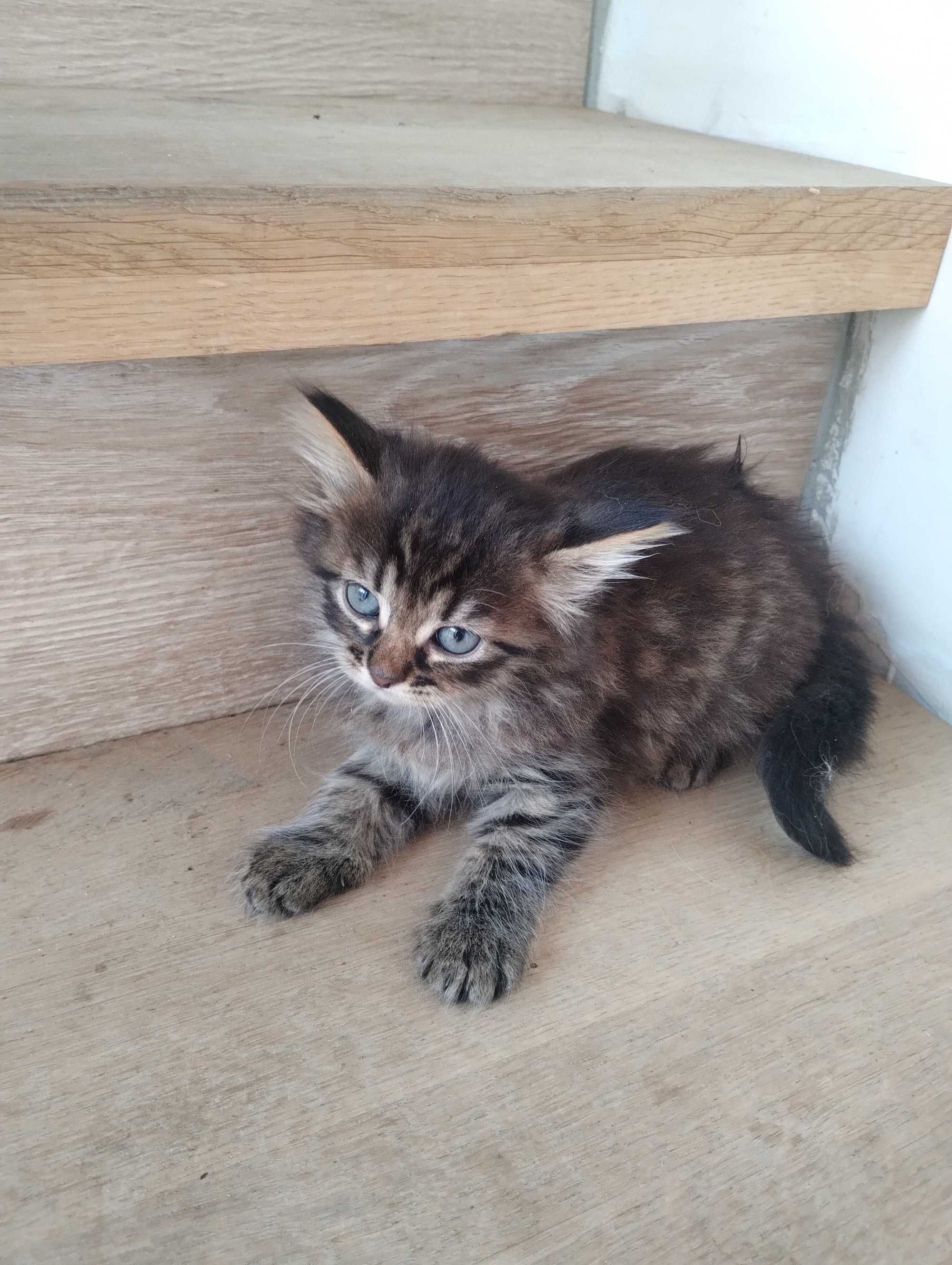 Два чудових котики