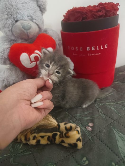 *Malibu*Maine Coon Zapraszamy do rezerwacji Rodowód Chip