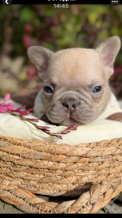 Девочка в окрасе голубо палевая мини