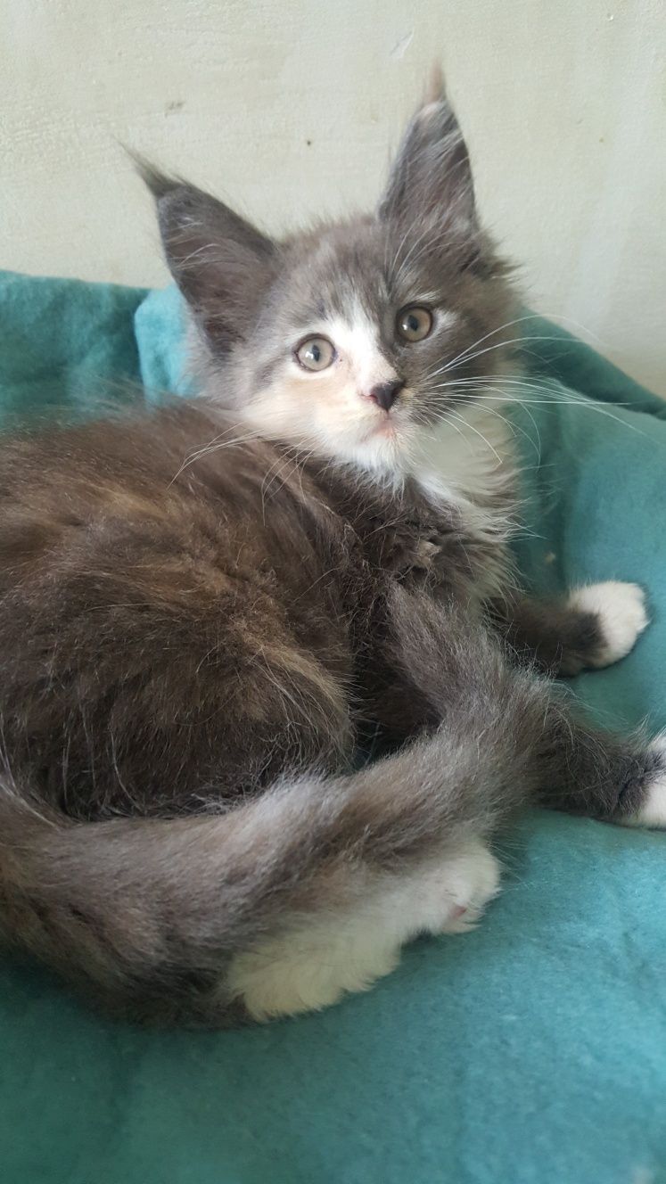Kotka Maine Coon