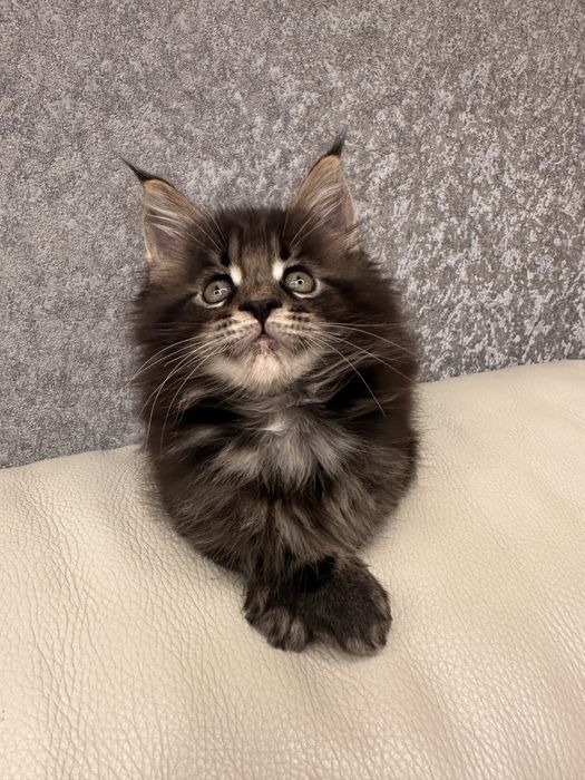 Котик хлопчик Мейн кун