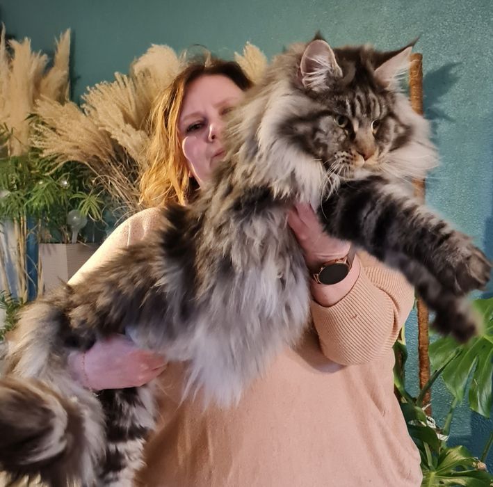 Maine coon kocięta kocurek kocur
