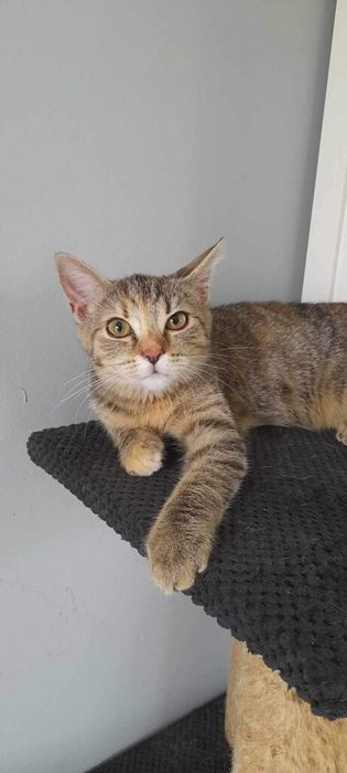 Nora kochana kotka kocię do adopcji!