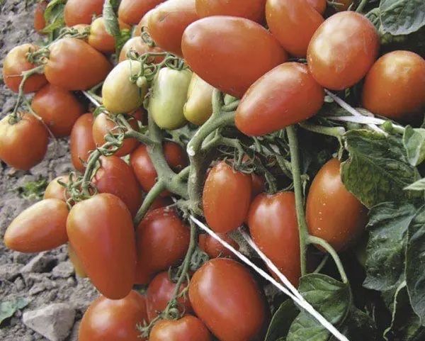 Семена томатов помидор
