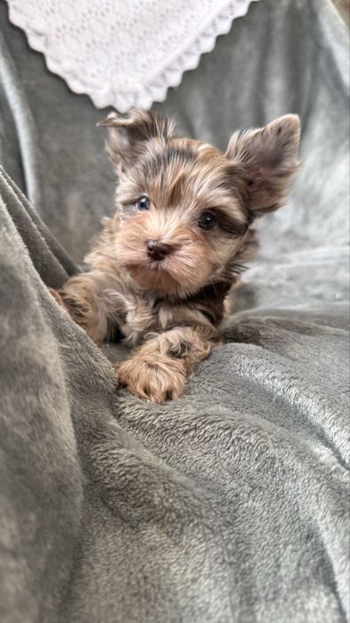Yorkshire Terrier Chocomerle- sunia