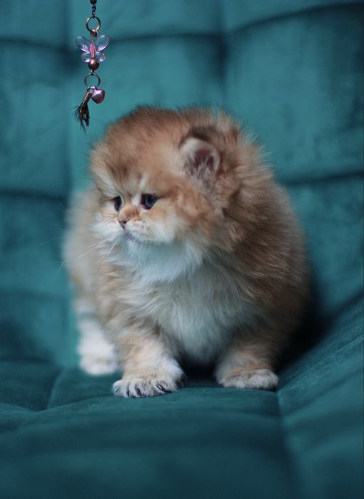 Oferujemy  czystego brytyjskiego kociaka o rzadkim kolorze