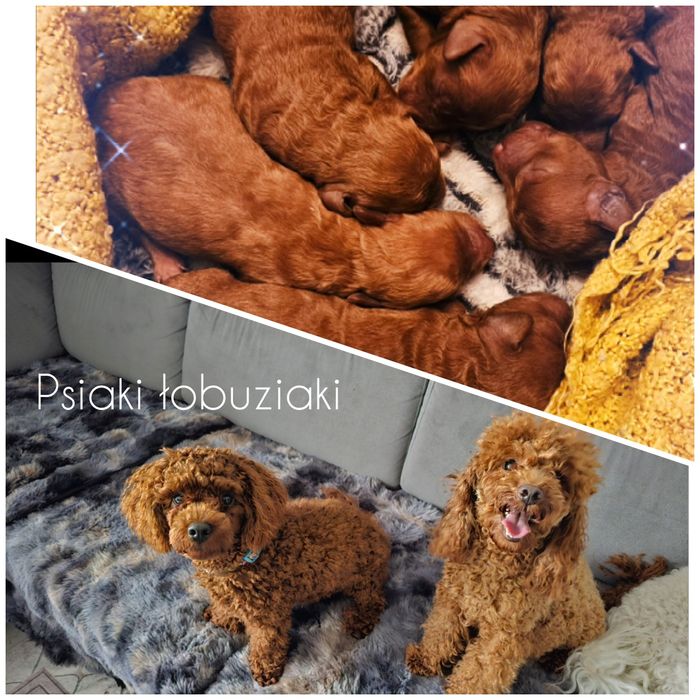 Pudel miniaturowy.Suczka.Do rezerwacji.Badania genetyczne.