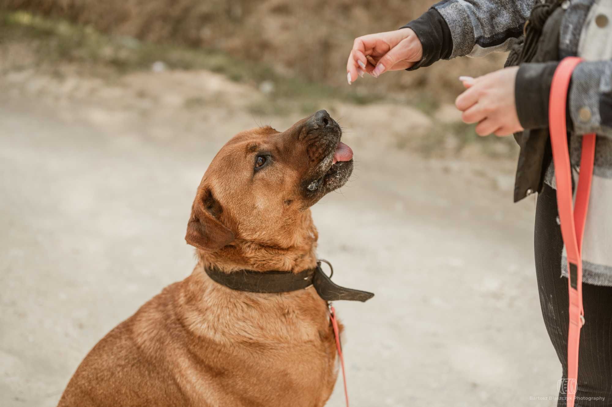 Tosa inu Buddy szuka swojej nowej rodziny 5l. 45kg duży