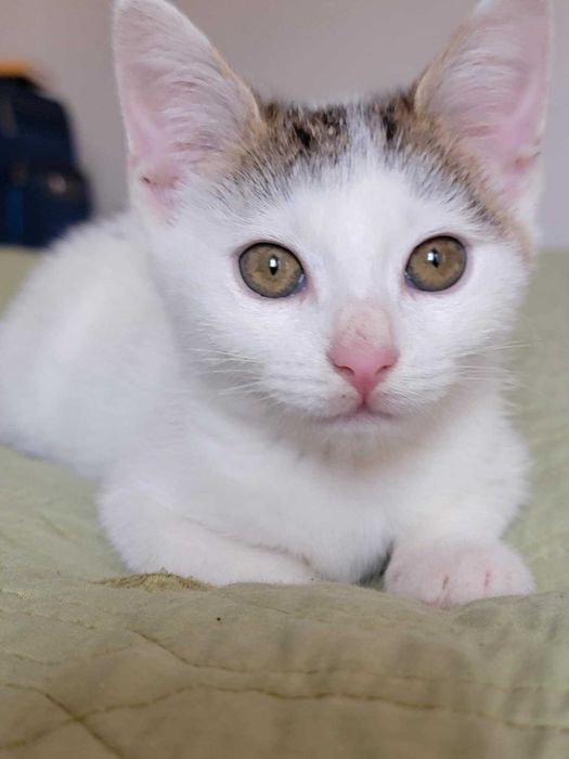 Kto pokocha Maję? Adoptuj!