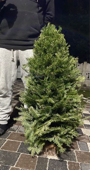 Ялинка плетена , ялинка з живих гілок, жива ялинка, сосна, ялинка