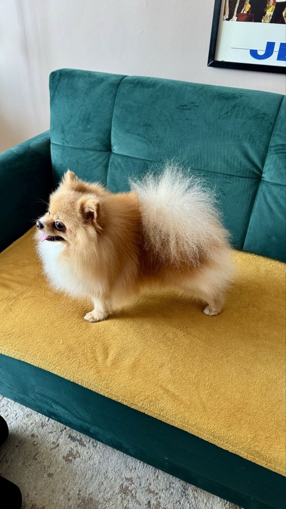 Reproduktor Szpic miniaturowy pomeranian
