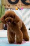 Lindos meninos de caniche toy e mini toy para ACASALAR!!!