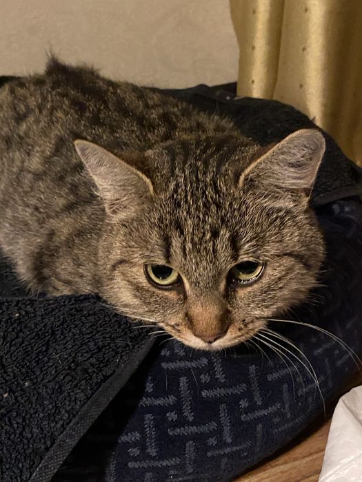 Василіска шукає родину