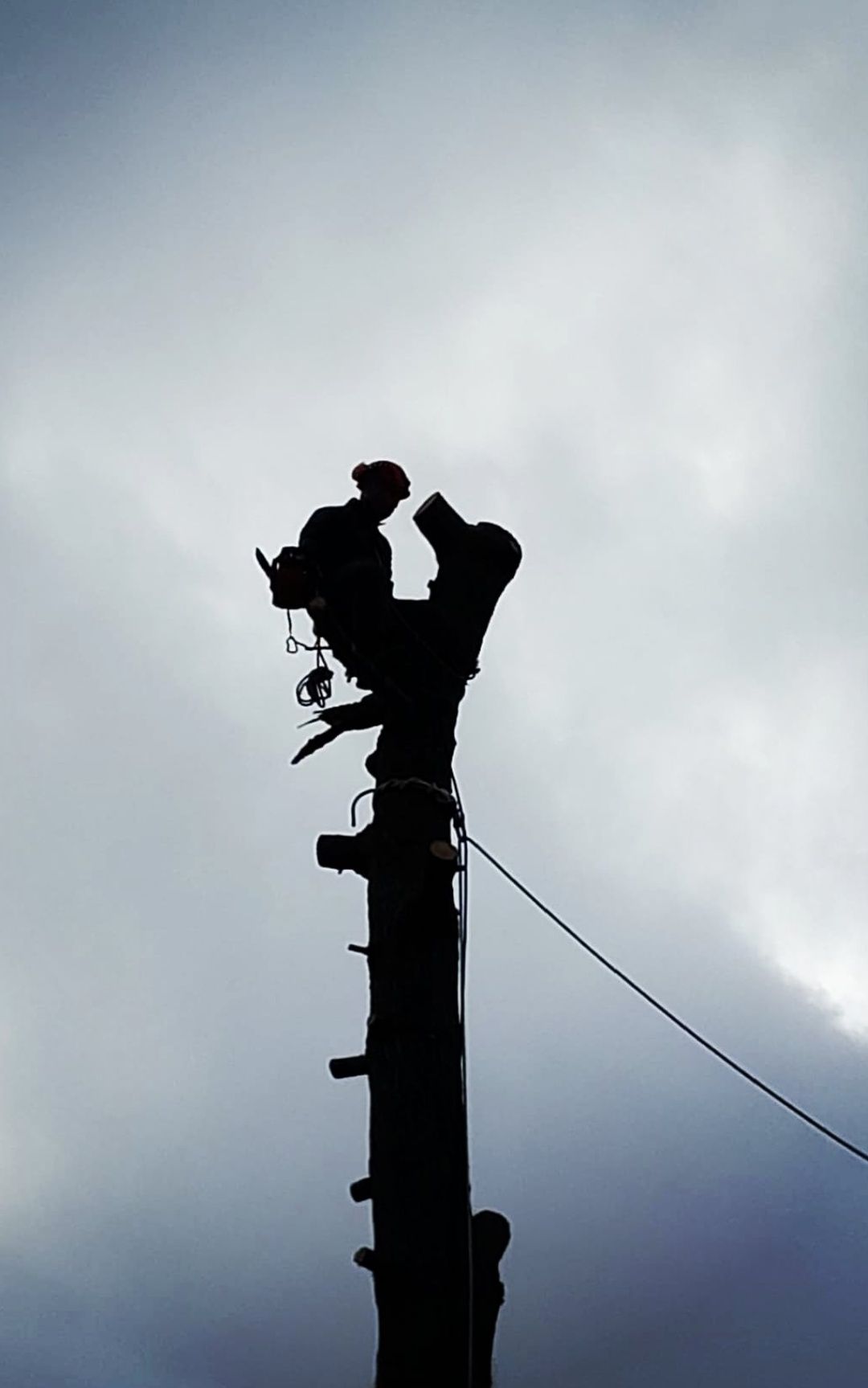 Corte e abate de árvores com elevado grau de perigosidade.