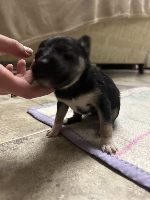 Безкоштовно цуценята