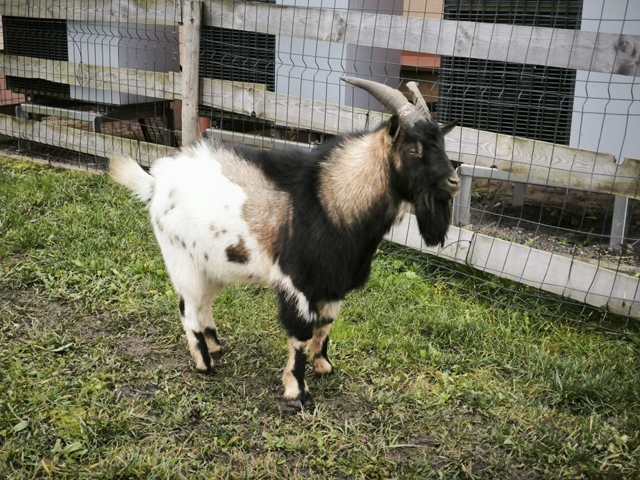 Mini koziołek koza cap