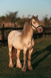 Ogier Gypsy Cob 8 lat