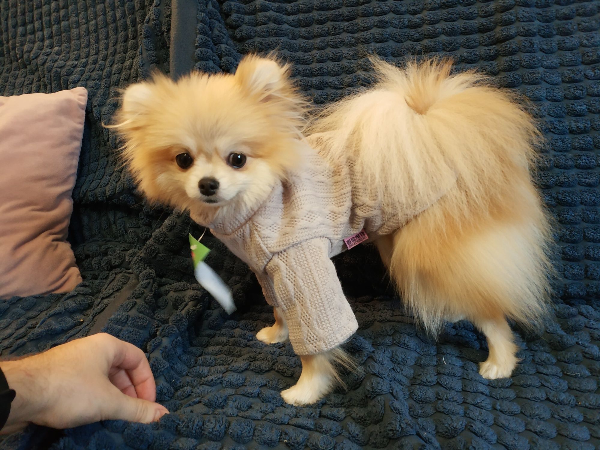 Ubranko dla psa, sweter