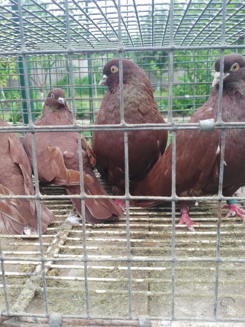 Продам голубів Кіровоградських