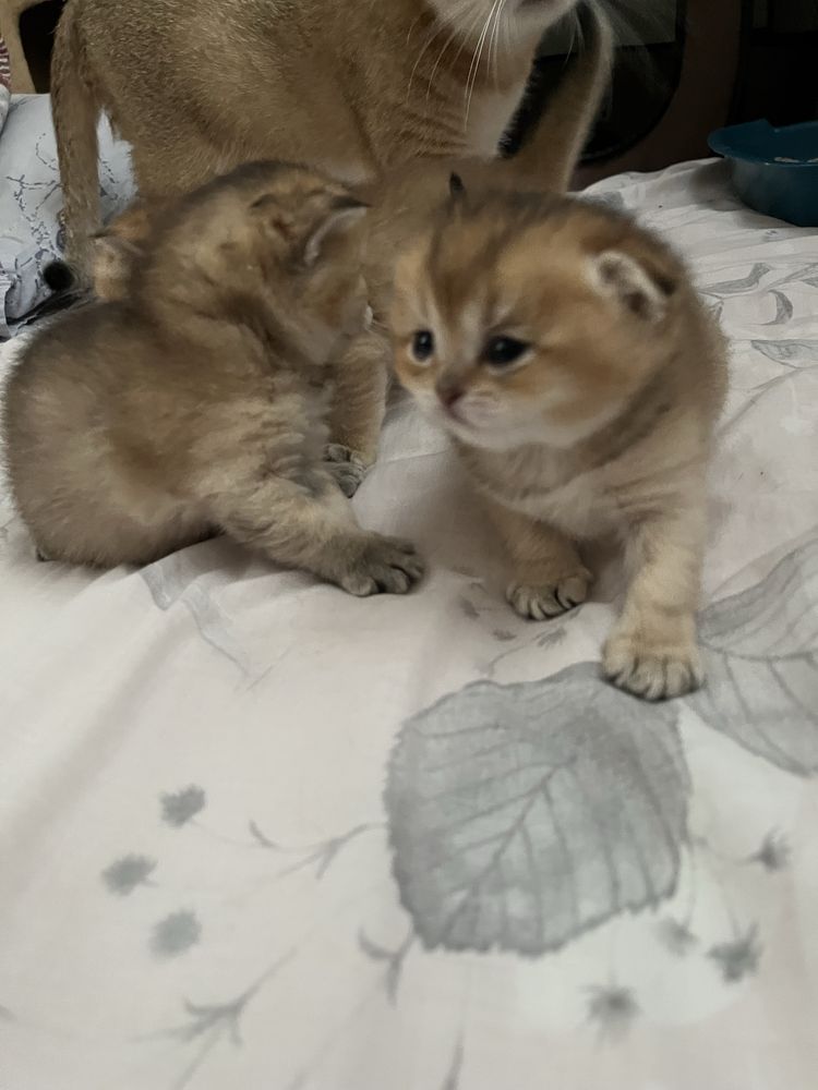 Шотландські кошенята золота шиншила