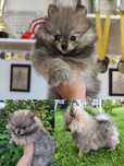 Piesek szpic miniaturowy pomeranian ZKwP FCI