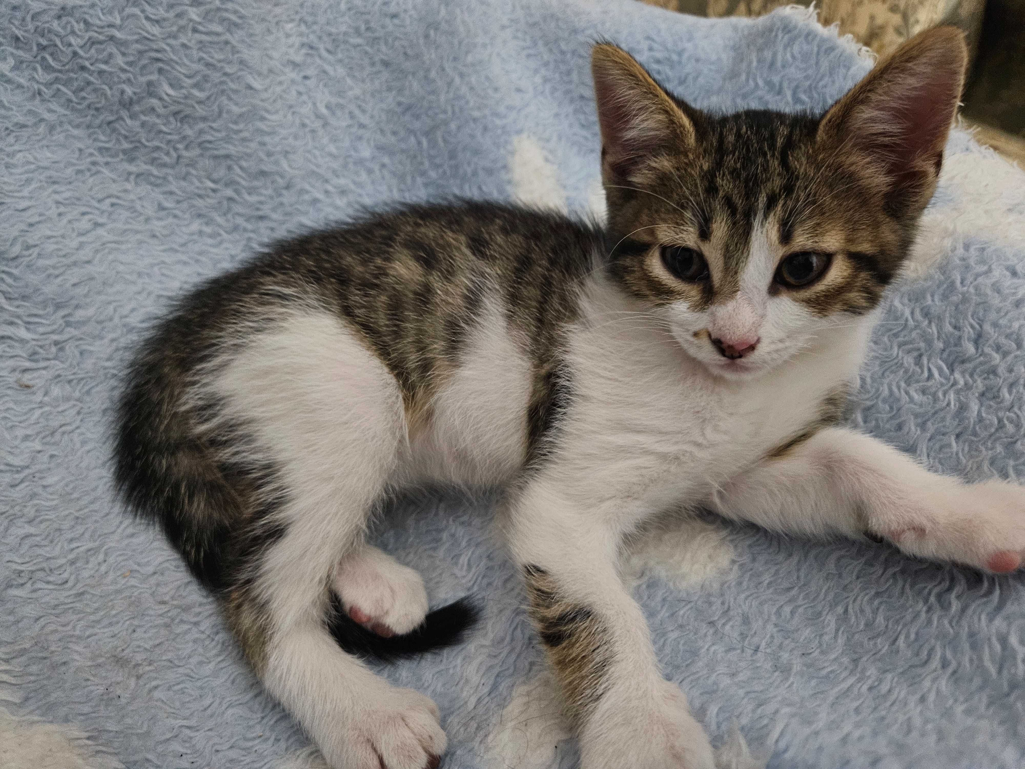 Gatinhos amorosos para adoção