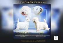 West highland white terrier FCI- szczenię pies