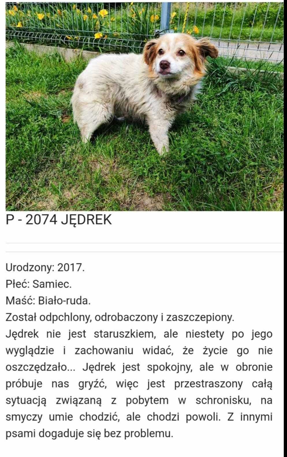 Pilna pomoc dla Jedrusia ok.6 let.ślicznego maluszka ze schroniska