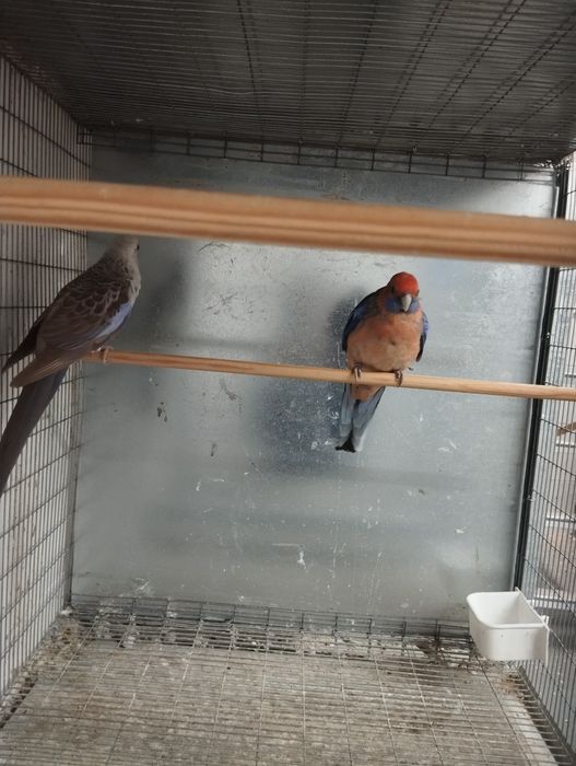 Casal de roselas penantes 2024