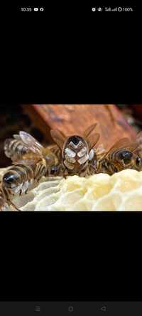 Бджолосім'ї, бджолопакети 2024
