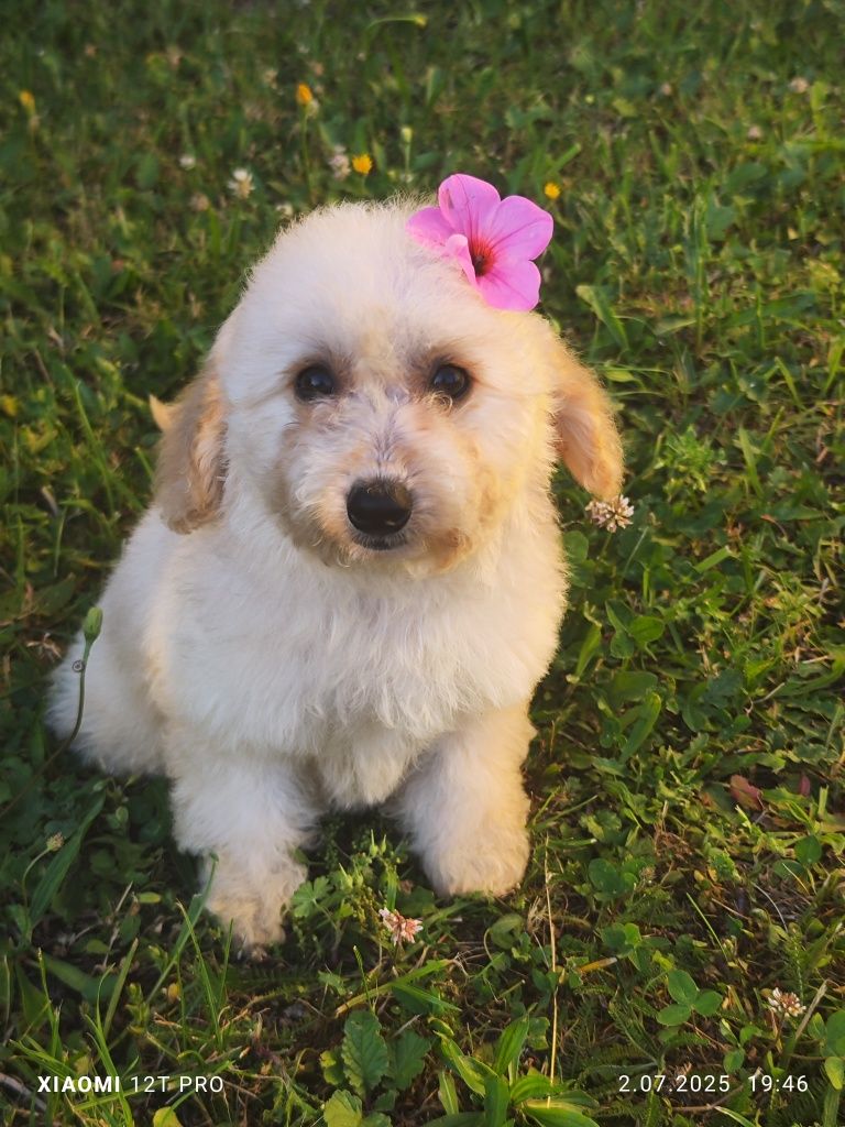 Maltipoo F1 cudowne szczenię