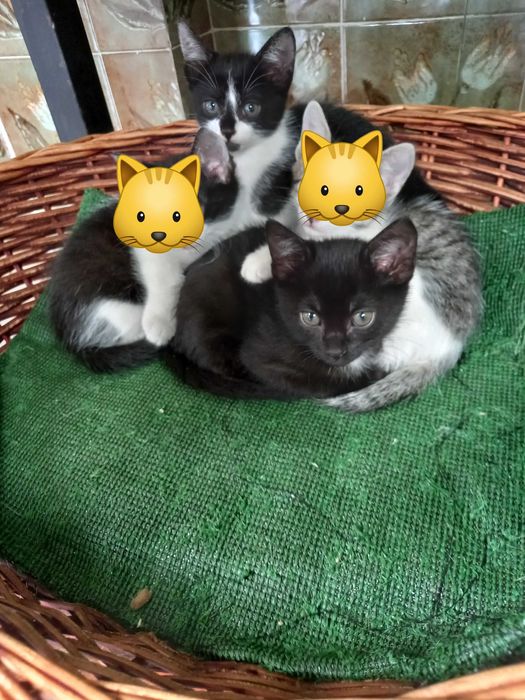 Patudinhos para adopção
