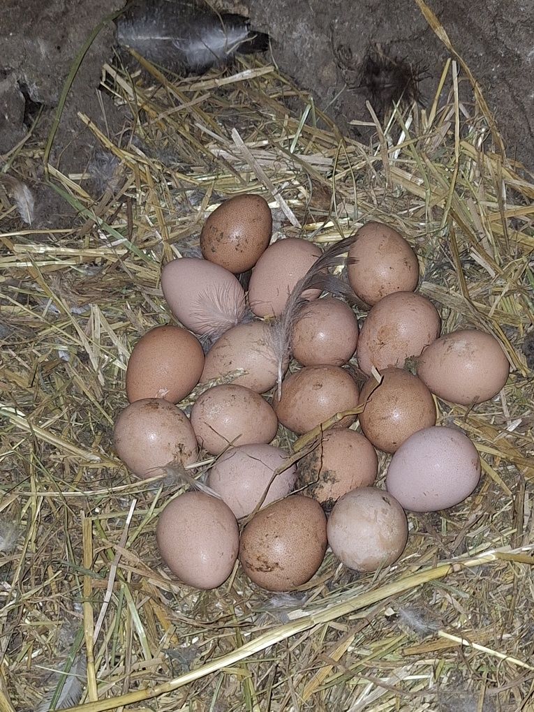 Sprzedam jaja lęgowe perliczek