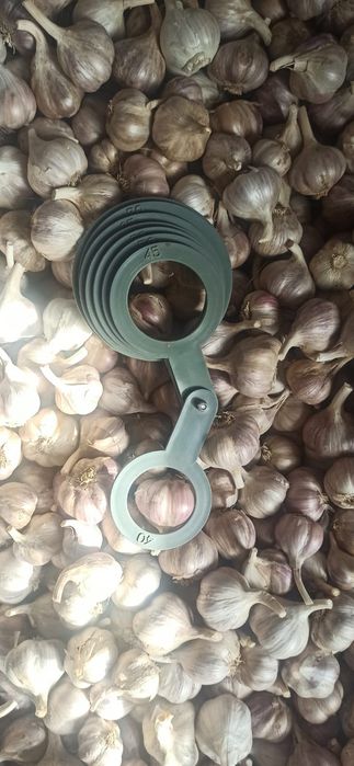 Czosnek na kilogramy