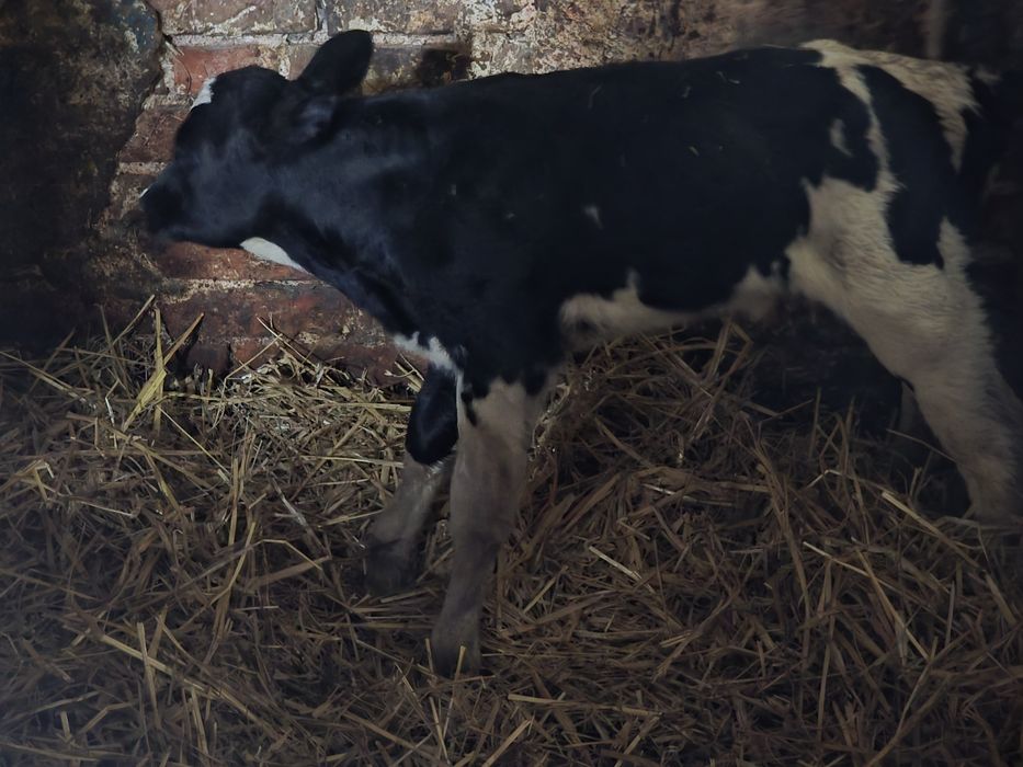 Byczek biało-czarny cielak