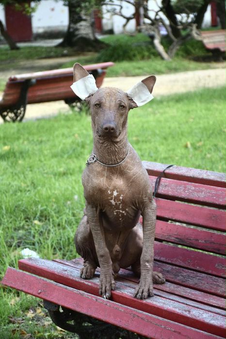 Lyborius Legacy - Cão Sem Pelo do Mexico