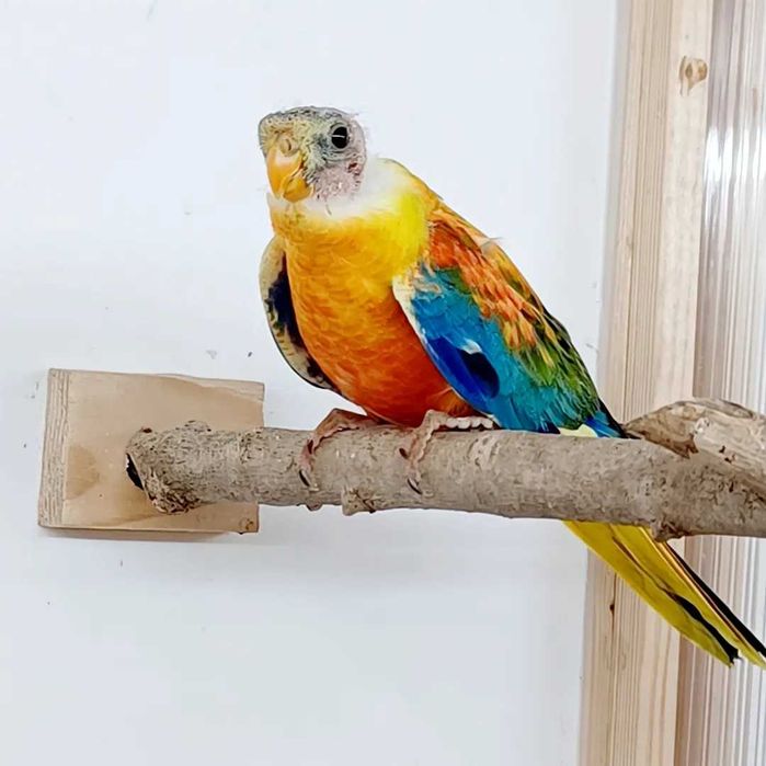 Disponiveis para cedência, Neophemas turquoisines.