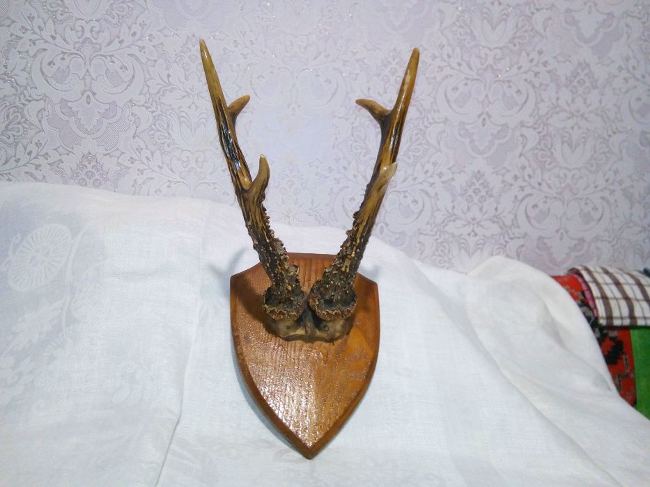 Рога лося и рога оленя .