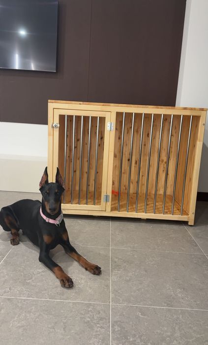 Восьмимісячна дівчинка добермана шукає нову сімʼю